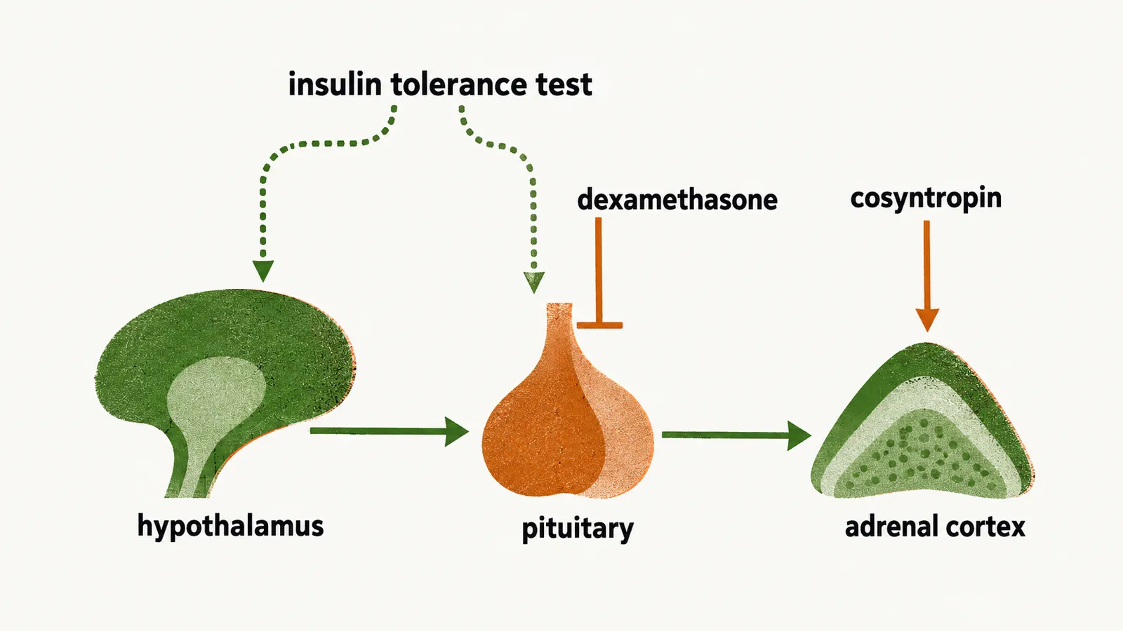 A loop runs through the hypothalamus, pituitary and adrenal cortex, marked with dexamethasone on the pituitary, cosyntropin on the adrenal cortex and the insulin tolerance test driving the loop.