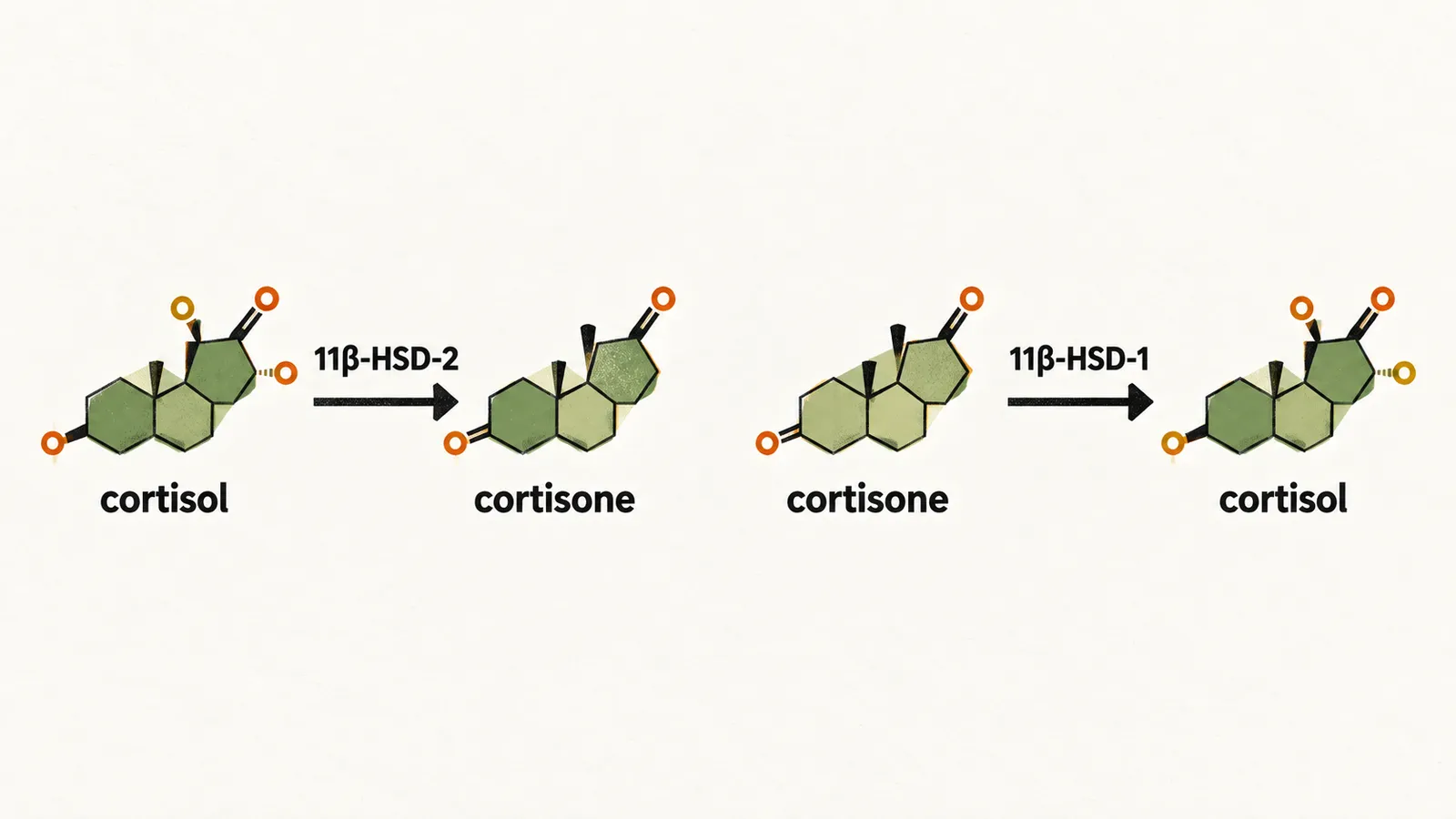 Two panels show cortisol converted to cortisone by 11β-HSD-2 and cortisone converted back to cortisol by 11β-HSD-1.