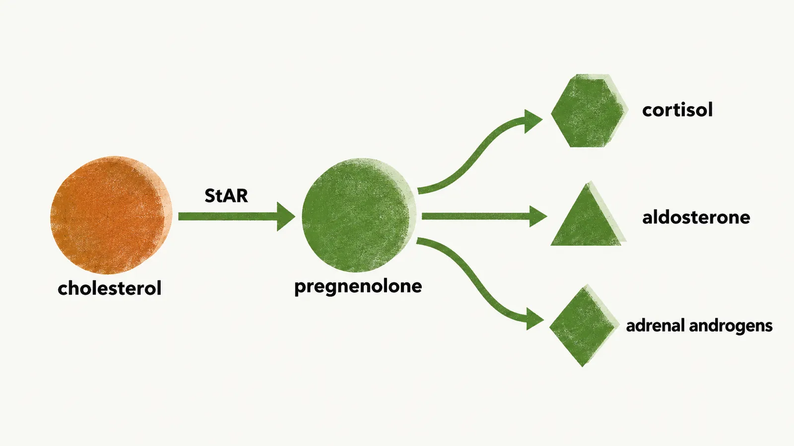Cholesterol passes through StAR to become pregnenolone, from which three branches lead to cortisol, aldosterone and adrenal androgens.