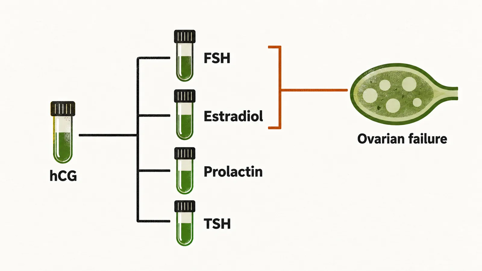A test tube labelled hCG leads to four lab icons labelled FSH, Estradiol, Prolactin and TSH, with a bracket from FSH and Estradiol to an ovary labelled Ovarian failure.