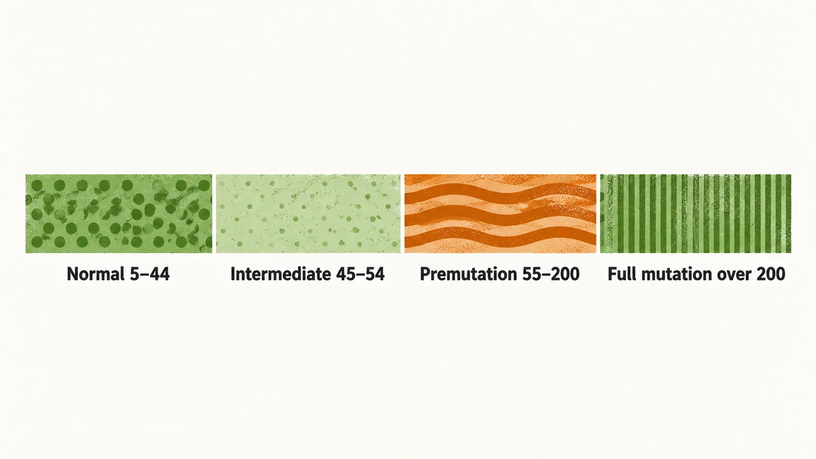 A left-to-right scale of four bands labelled Normal 5–44, Intermediate 45–54, Premutation 55–200 and Full mutation over 200, the premutation band picked out in saffron.