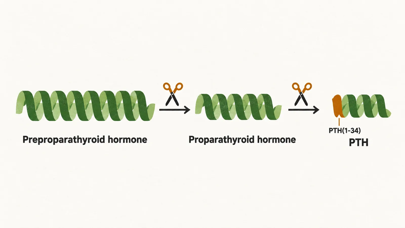 Three coiled peptide chains of decreasing length joined by scissors arrows, labelled preproparathyroid hormone, proparathyroid hormone and PTH, with the start of PTH highlighted.