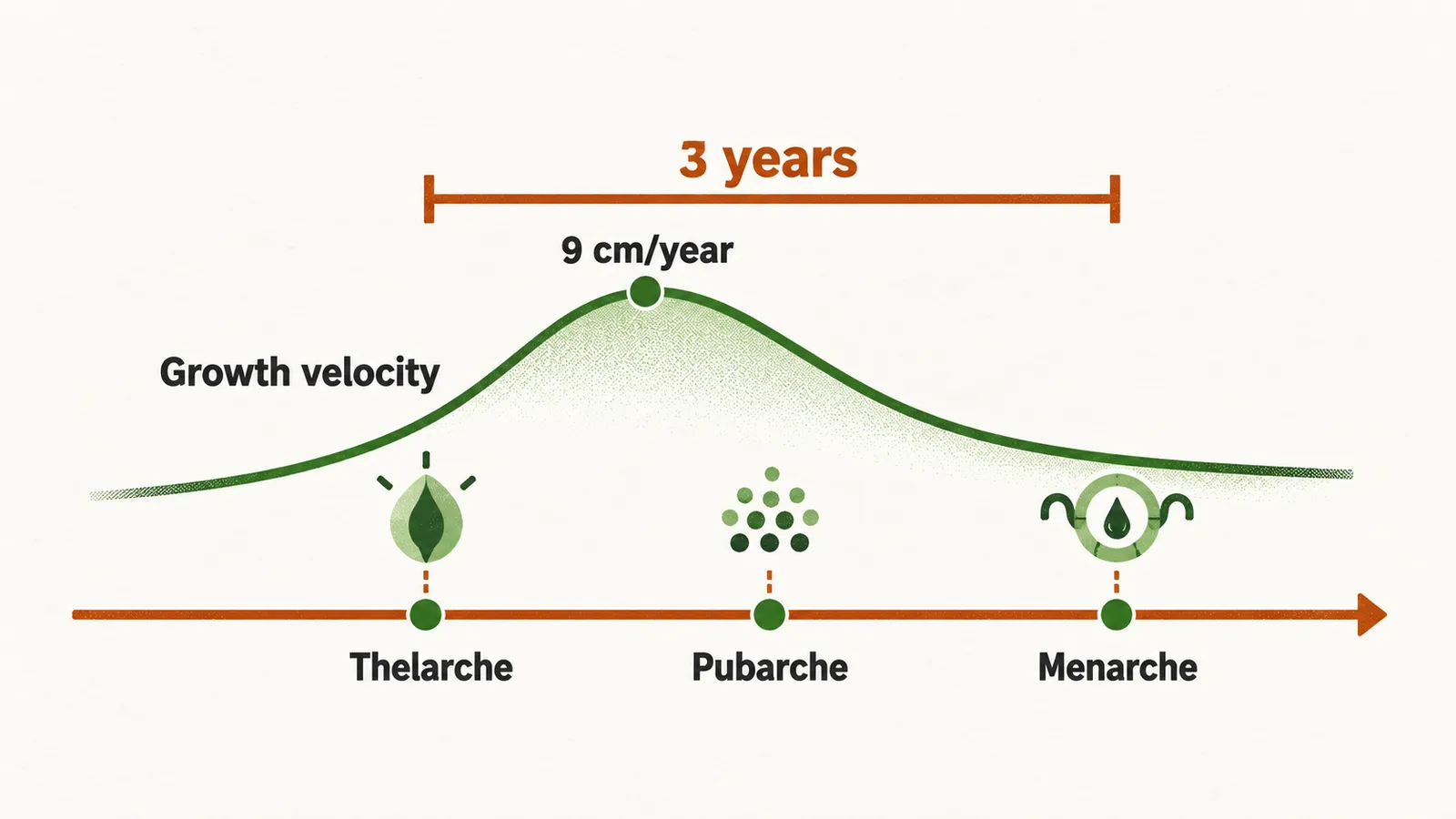 A growth-velocity curve rises across the timeline, still climbing through thelarche and peaking after it, then pubarche and menarche, with a saffron bracket spanning thelarche to menarche.