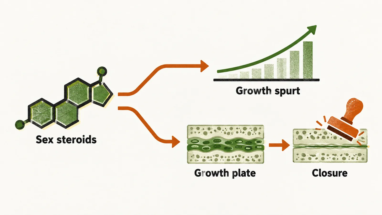 A sex-steroid shape sends one arrow to a rising growth curve and another to a growth plate being sealed, its two opposite actions.