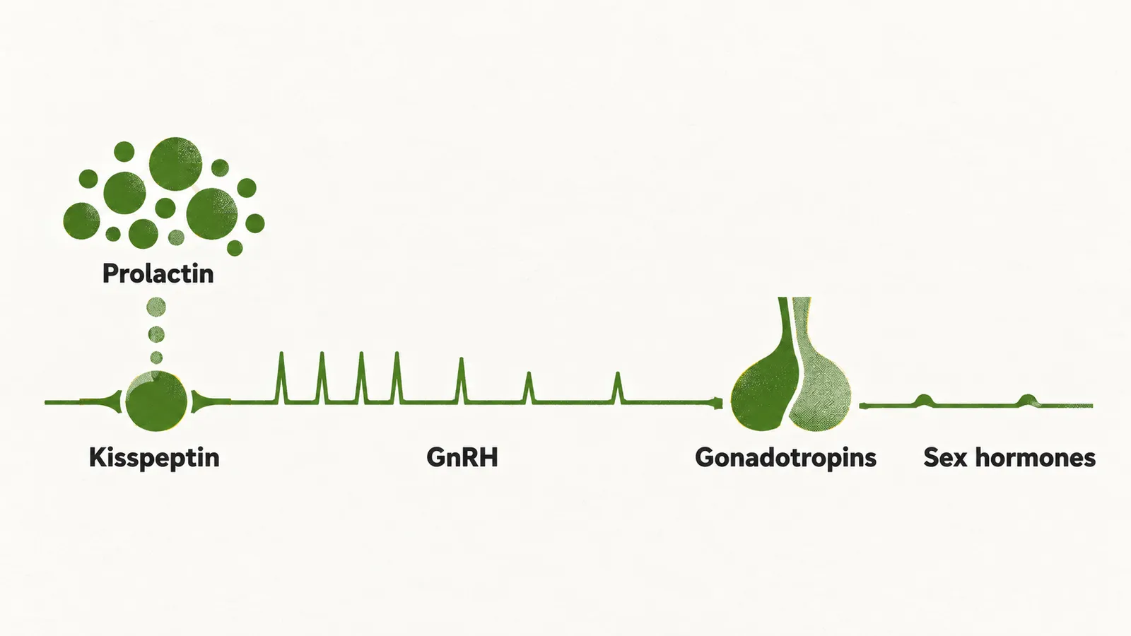 A prolactin cloud presses a kisspeptin node, the GnRH pulse train thins toward the pituitary so gonadotropins fall and the sex hormone bar sits low.