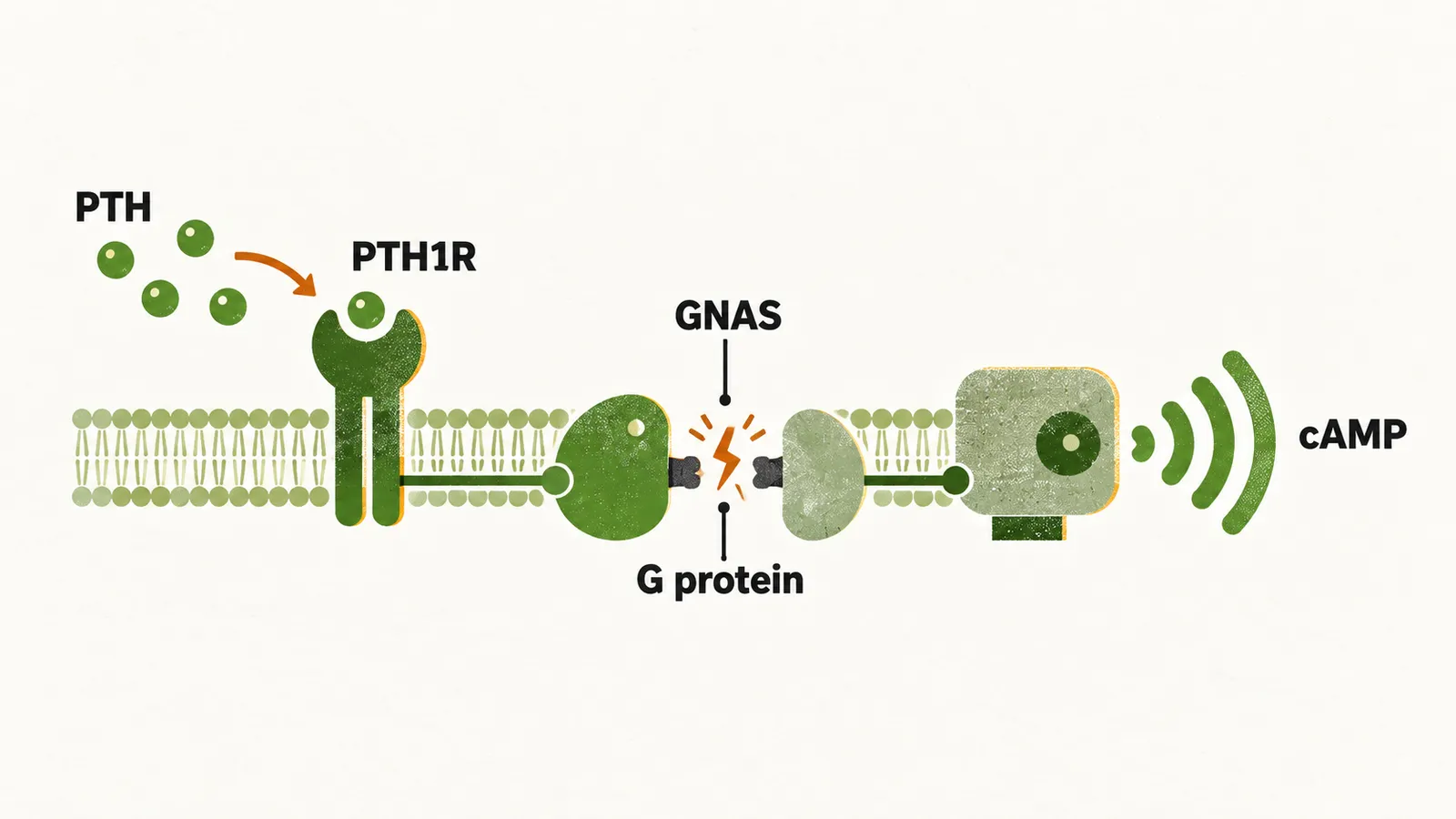 PTH dots reach a receptor linked through a G protein, labelled GNAS, to a cAMP signal, with a break across the link.