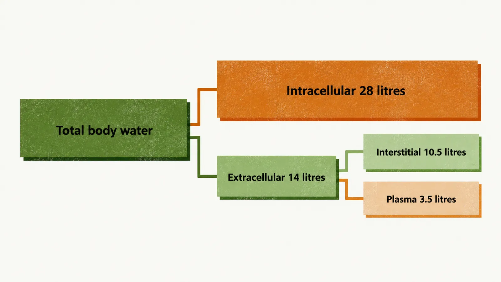 A wide bar labelled total body water splits into intracellular 28 litres and extracellular 14 litres, the latter divided into interstitial 10.5 litres and plasma 3.5 litres.