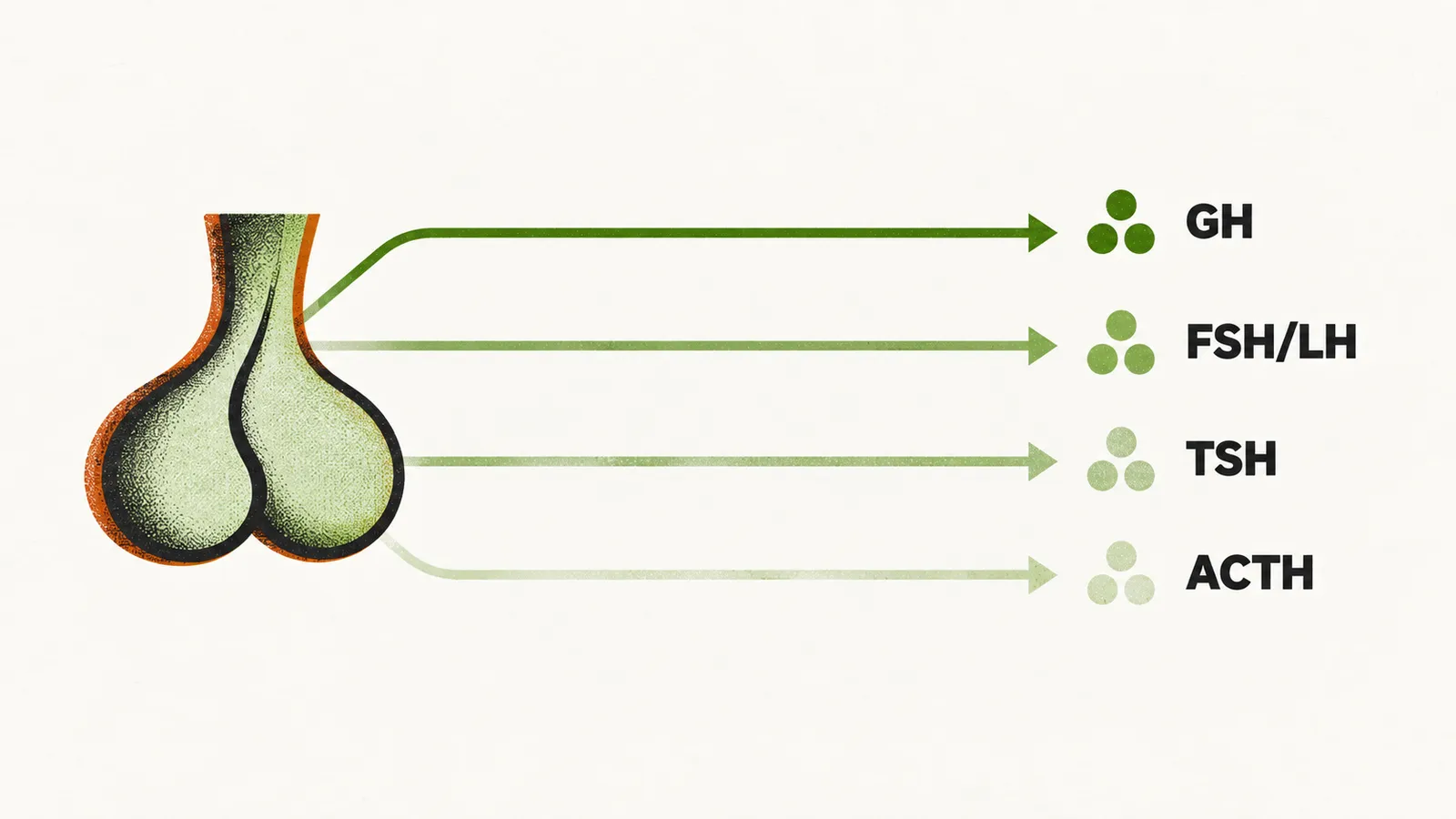 Four hormone pathways leave a pituitary gland in a row, from a solid GH line to increasingly faded FSH/LH, TSH and ACTH lines.