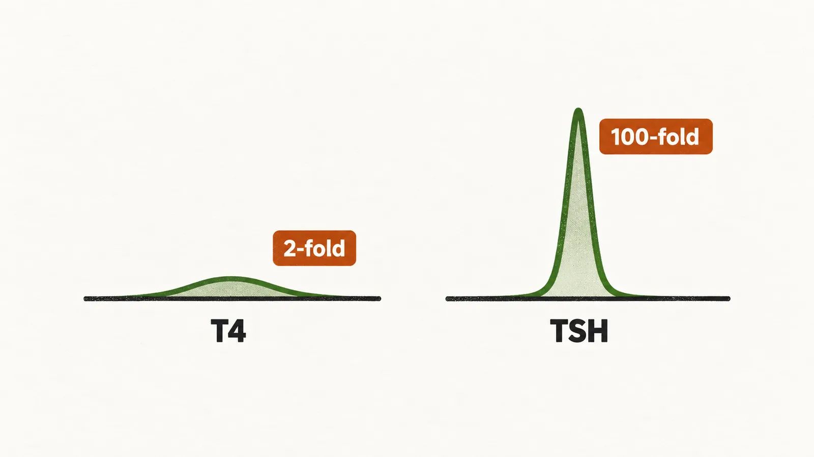 Two small graphs compare a barely raised T4 hump labelled 2-fold with a very tall TSH spike labelled 100-fold.