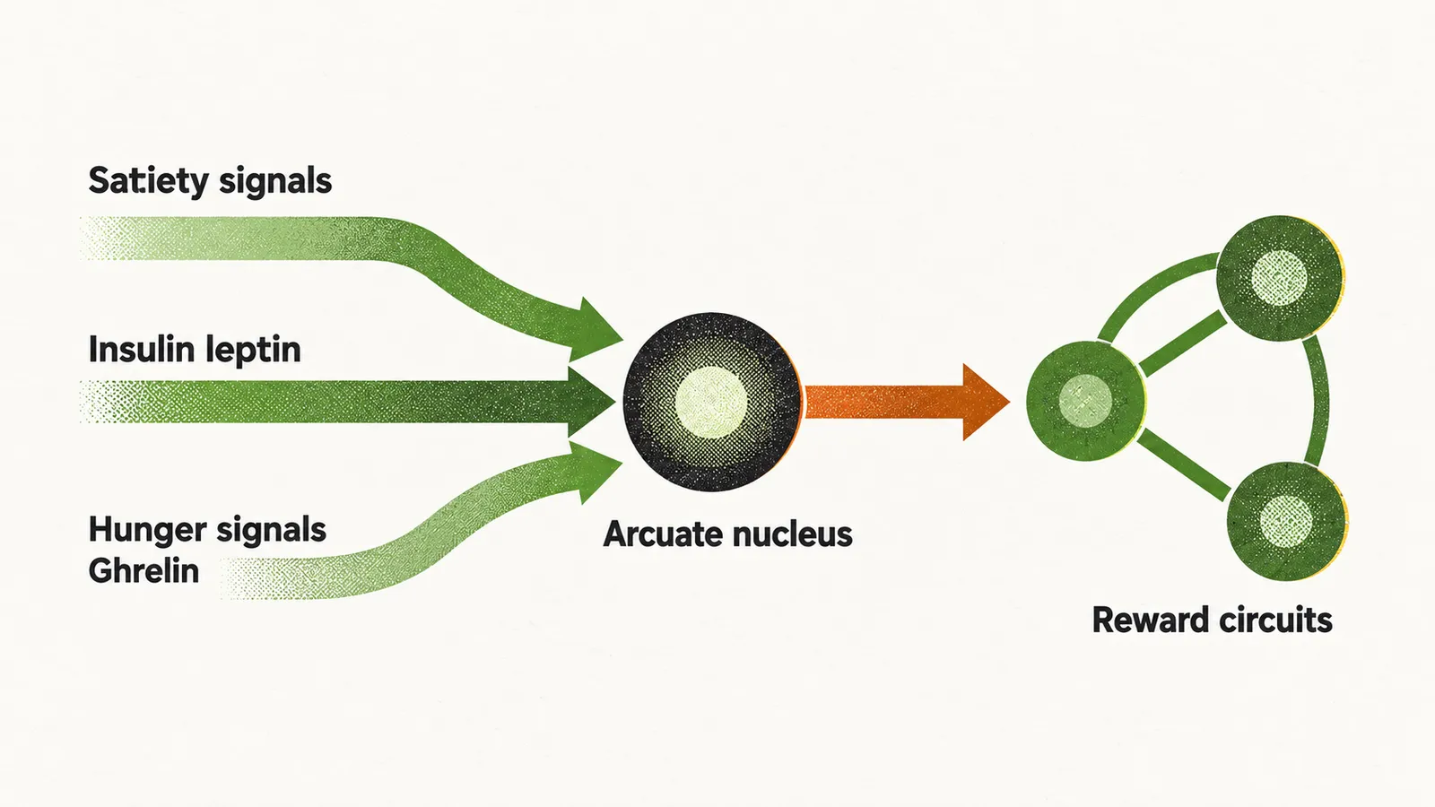 Two satiety arrows and one hunger arrow converge on a central circle labelled Arcuate nucleus, then a saffron arrow leads on to Reward circuits.