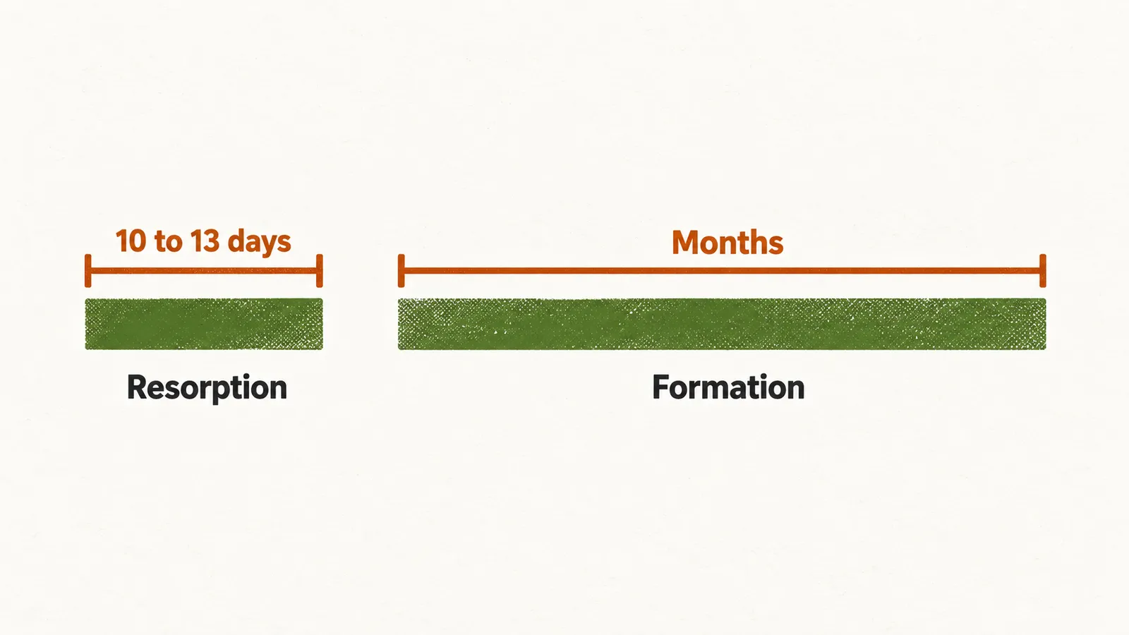 A short bar labelled Resorption with a 10 to 13 days bracket, beside a much longer bar labelled Formation with a Months bracket.