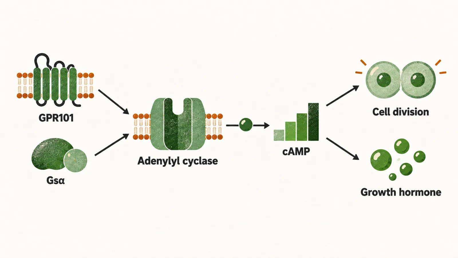 GPR101 and Gsα feeding adenylyl cyclase, whose cAMP output rises and drives the cell to divide and release growth hormone.