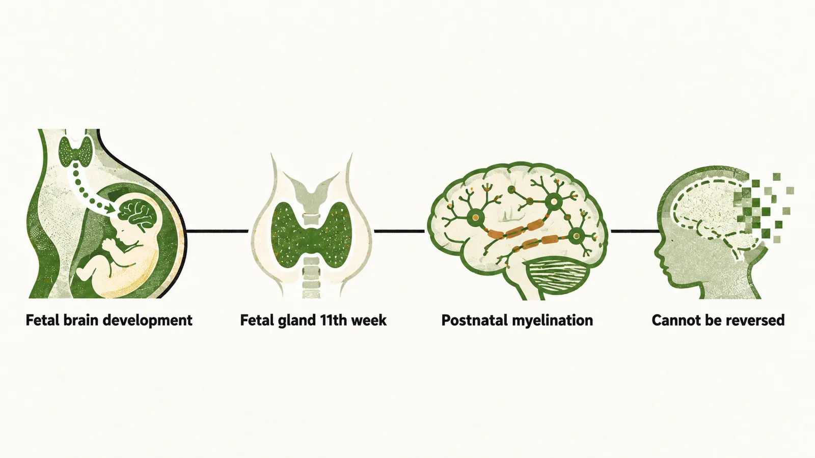 A timeline from fetal brain development and the fetal gland starting at the 11th week to postnatal myelination, ending at a marker showing the loss cannot be reversed.