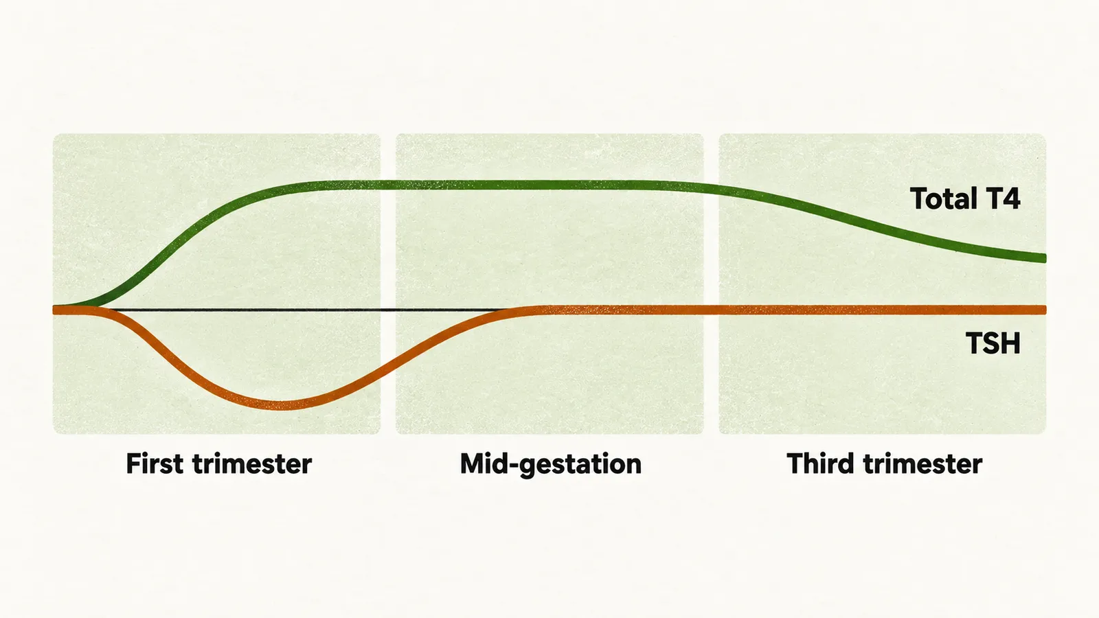 Two lines across three trimester bands showing TSH dipping in the first trimester and total T4 staying at 1.5 times normal, then falling near the end of the third trimester.