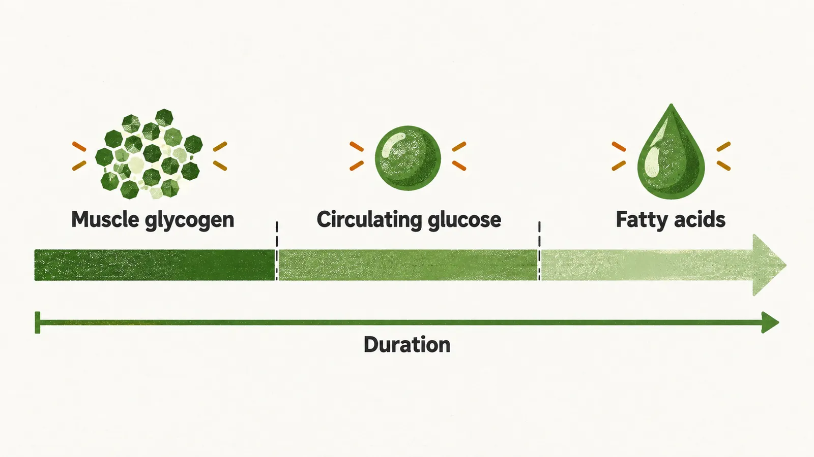 A long arrow divided into three stretches showing muscle glycogen giving way to circulating glucose and then fatty acids as duration grows.