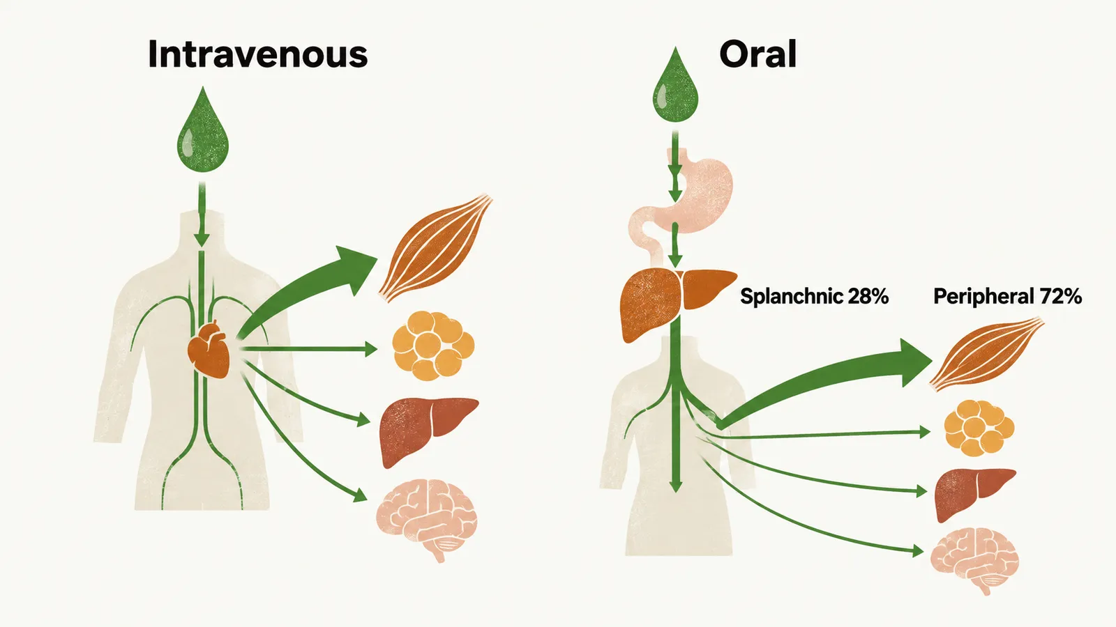 Two panels compare glucose disposal, the intravenous route loading muscle while the oral route gives 28% to splanchnic tissue and 72% to peripheral tissue.