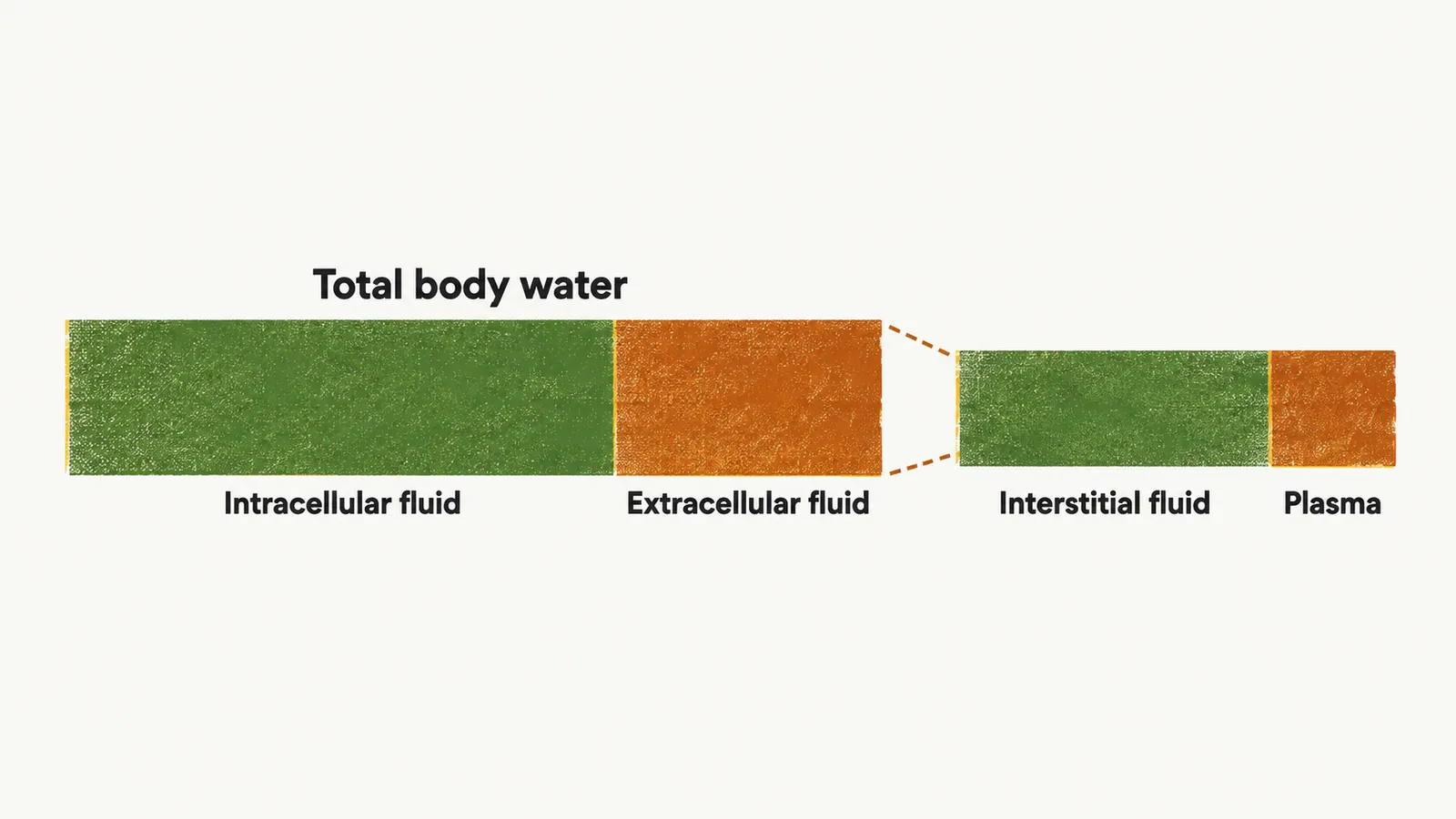 One long bar of total body water splits into a wide intracellular part and a narrow extracellular part, which divides further into interstitial fluid and plasma.