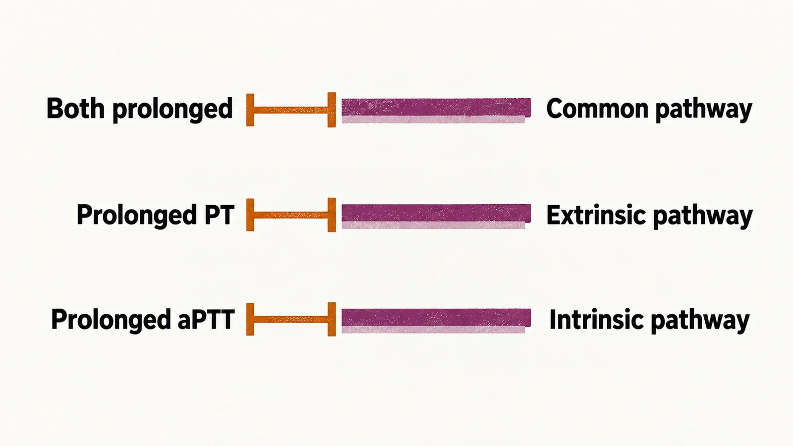 Three rows pair a screening result with its pathway, both prolonged with the common pathway, prolonged PT with the extrinsic, prolonged aPTT with the intrinsic.