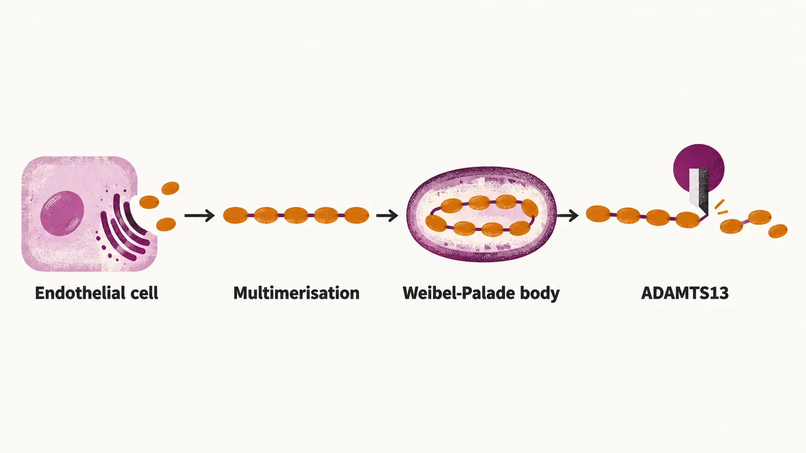 A pathway from an endothelial cell where VWF chains multimerise, are stored in a Weibel-Palade body, and are cleaved by ADAMTS13 on release.