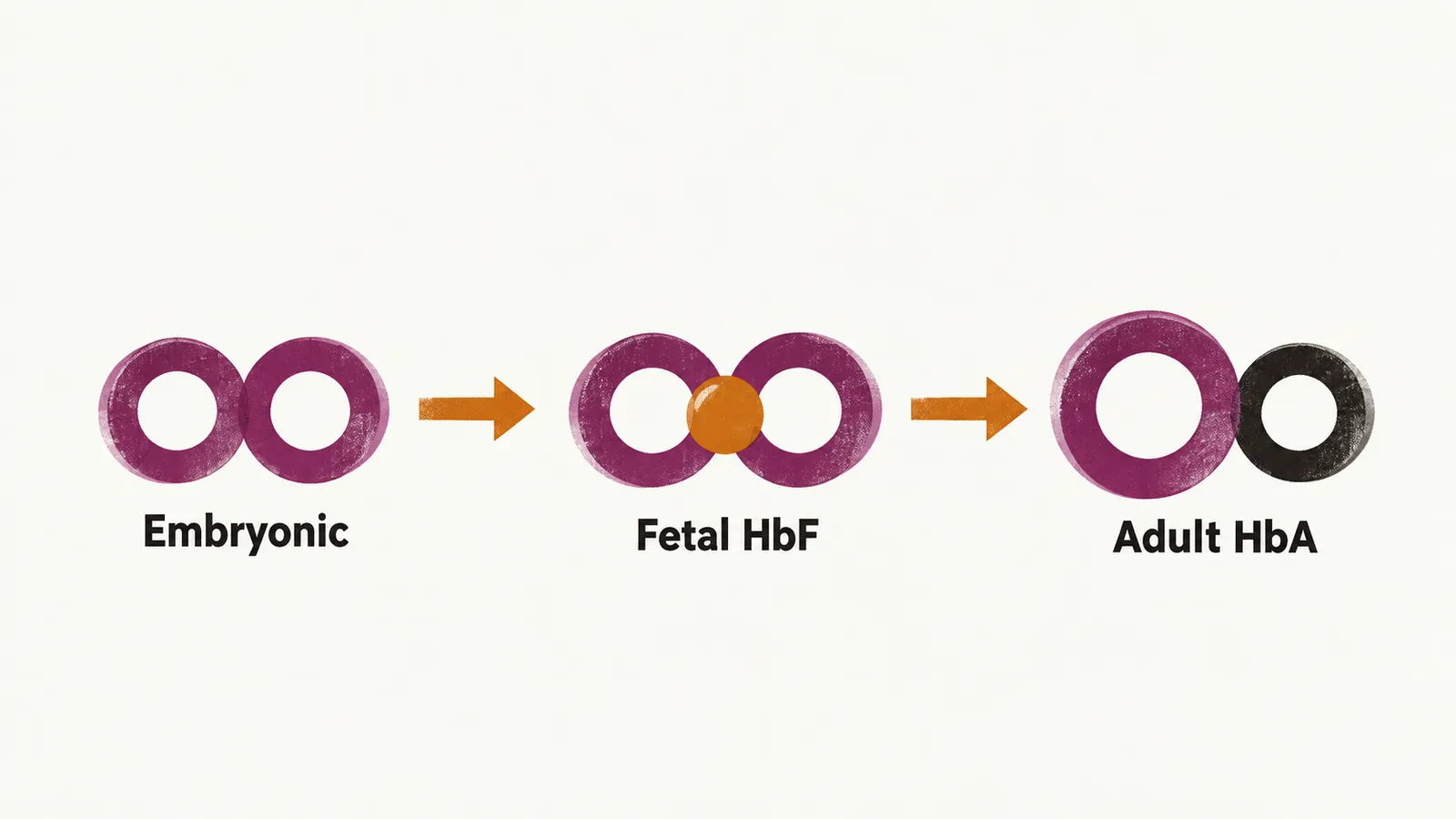 A left-to-right timeline of three hemoglobin pairs, embryonic then fetal then adult, each pair of round rings linked and labelled.