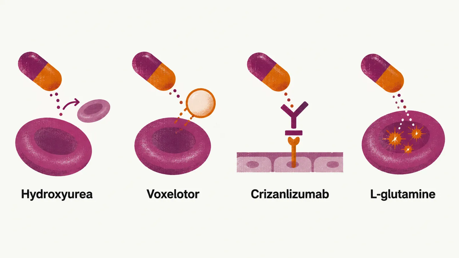 Four panels in a row, each showing a drug capsule acting on a red cell in a different way, labelled hydroxyurea, voxelotor, crizanlizumab and L-glutamine.