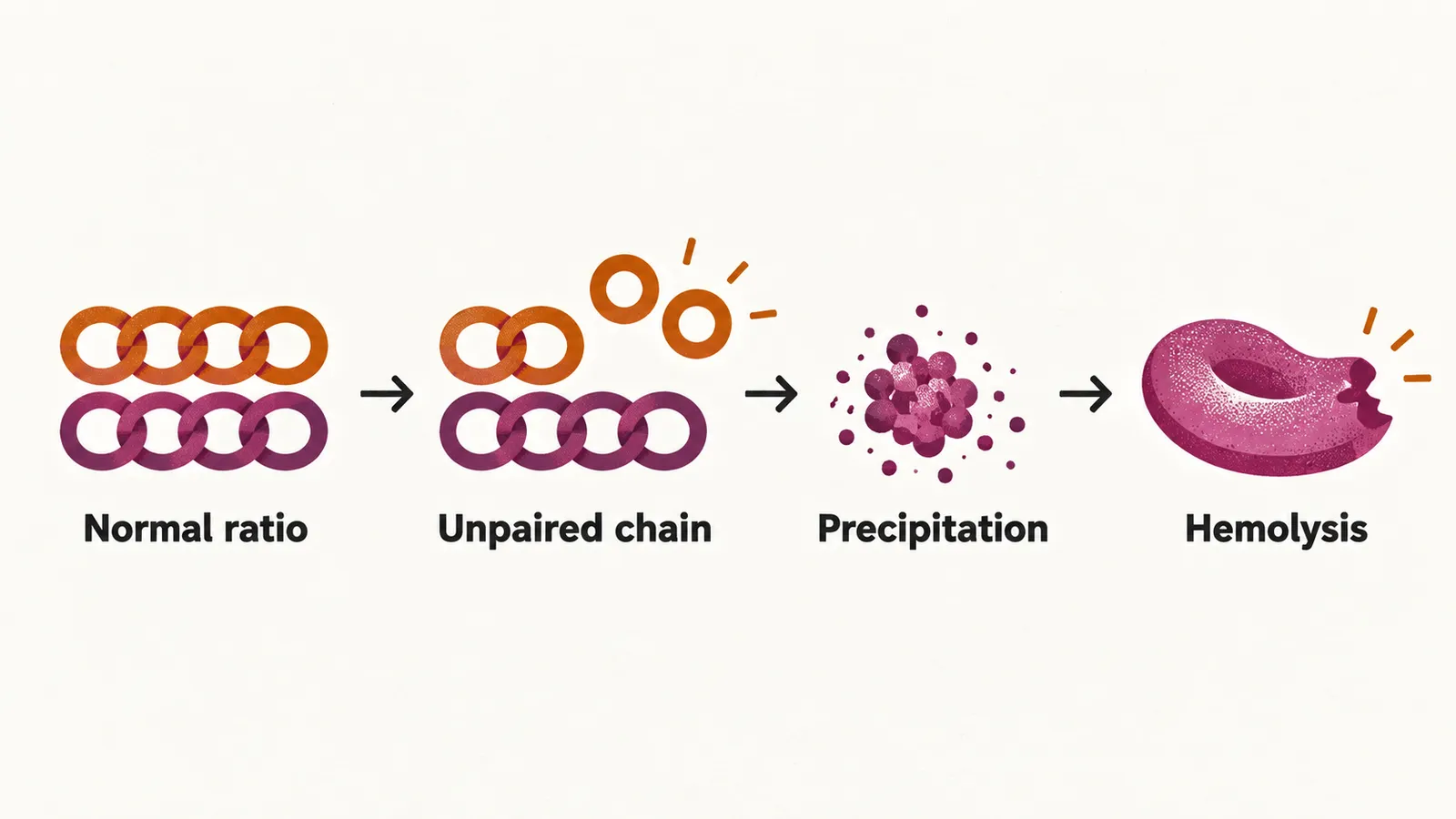 Two chains of rings first pairing evenly then one short, so the spare rings clump into dark grains beside a dented red cell.