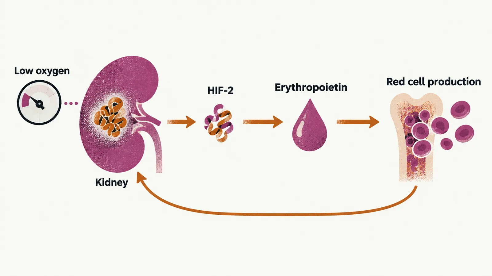 A kidney sensing low oxygen stabilising HIF-2, which raises erythropoietin and red cell production around a loop.