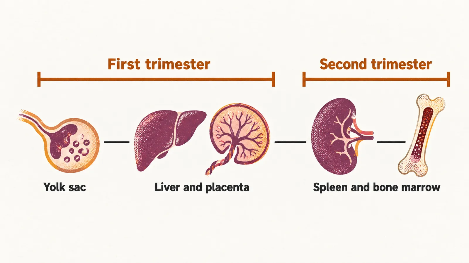 A timeline with the yolk sac and liver in the first trimester and the spleen and bone marrow in the second.