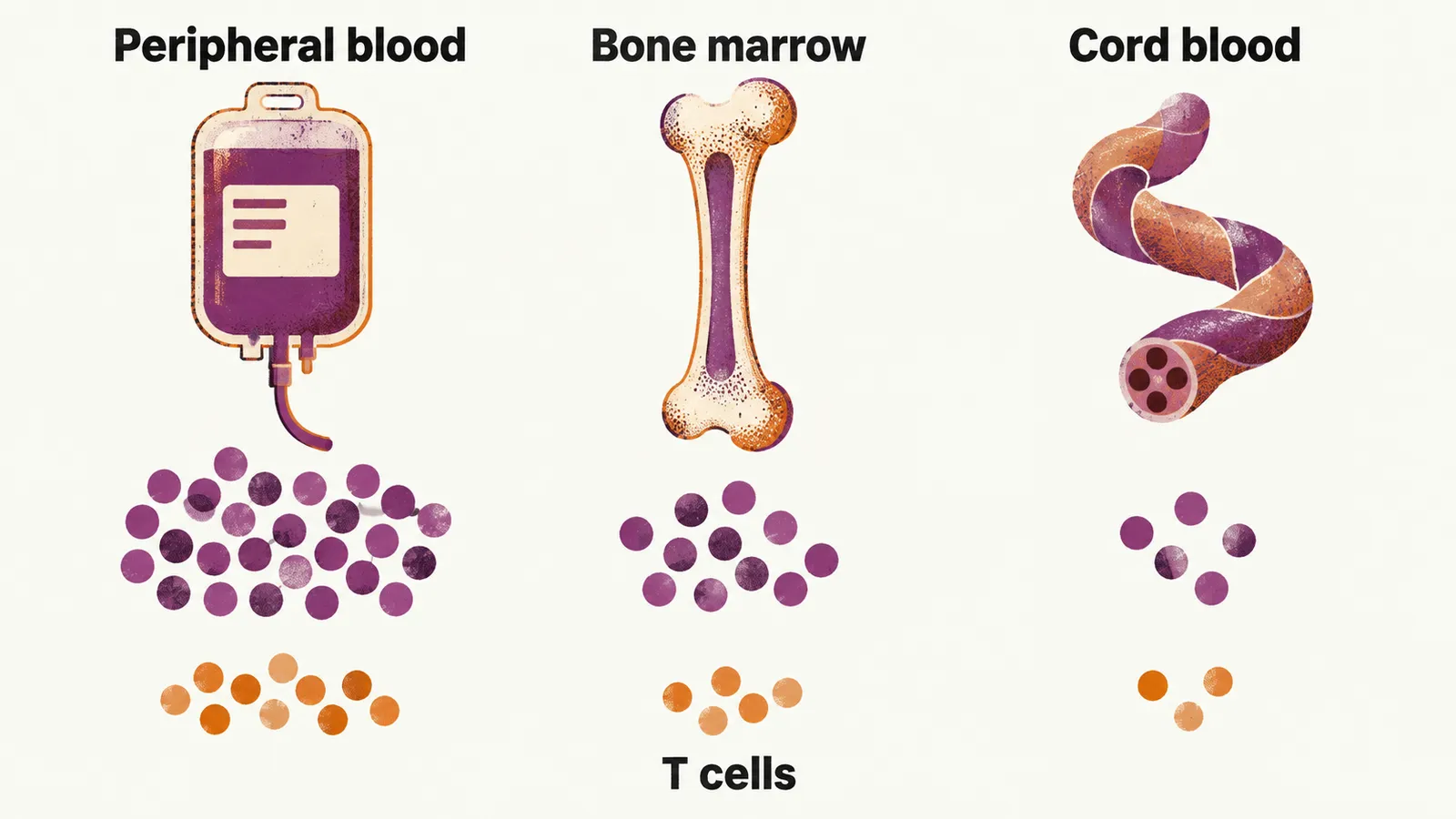 Three labelled columns with a bag, a long bone and a coiled cord, each with a group of round dots and a smaller T cells group.