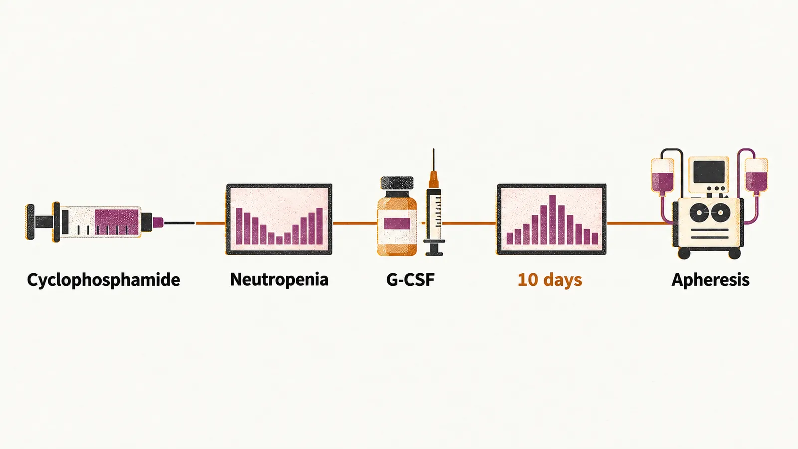 A left-to-right timeline of five stations, cyclophosphamide, neutropenia, G-CSF, a peak at 10 days and apheresis, joined by a thin line.
