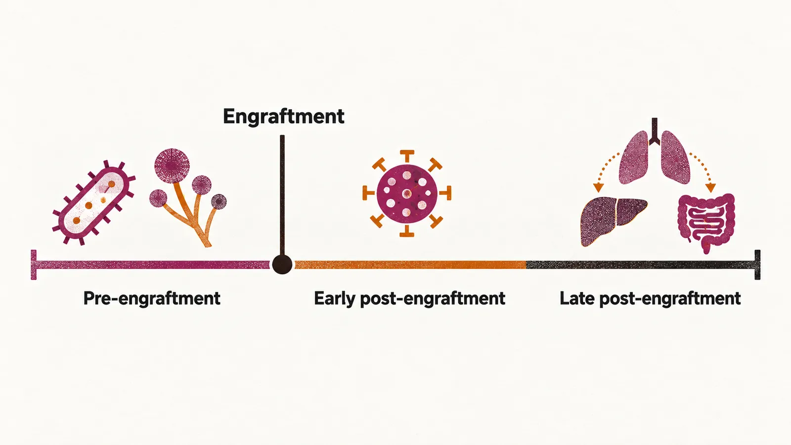 A left-to-right timeline divided at an engraftment marker into pre-engraftment, early post-engraftment and late post-engraftment segments with small microbe icons.