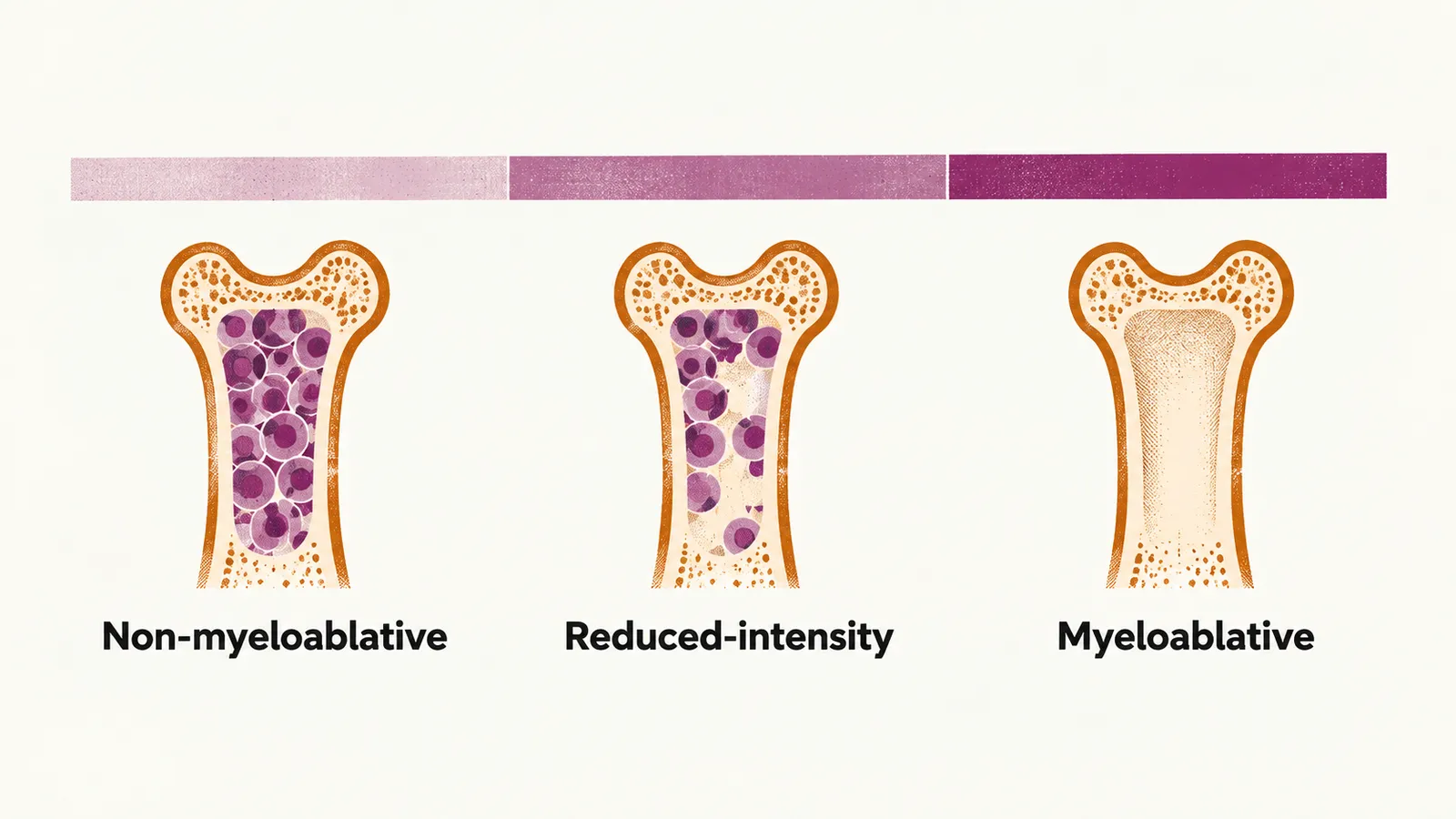 A three-segment intensity bar deepening in tint, each column holding an icon and label: an intact marrow cell, a partly emptied cavity, an empty cavity.