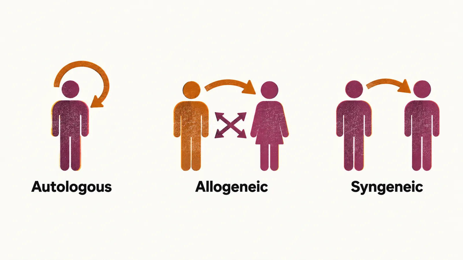 Three labelled panels compare graft types: an arrow looping back to one person for Autologous, an arrow between two different people for Allogeneic, and an arrow between identical twins for Syngeneic.
