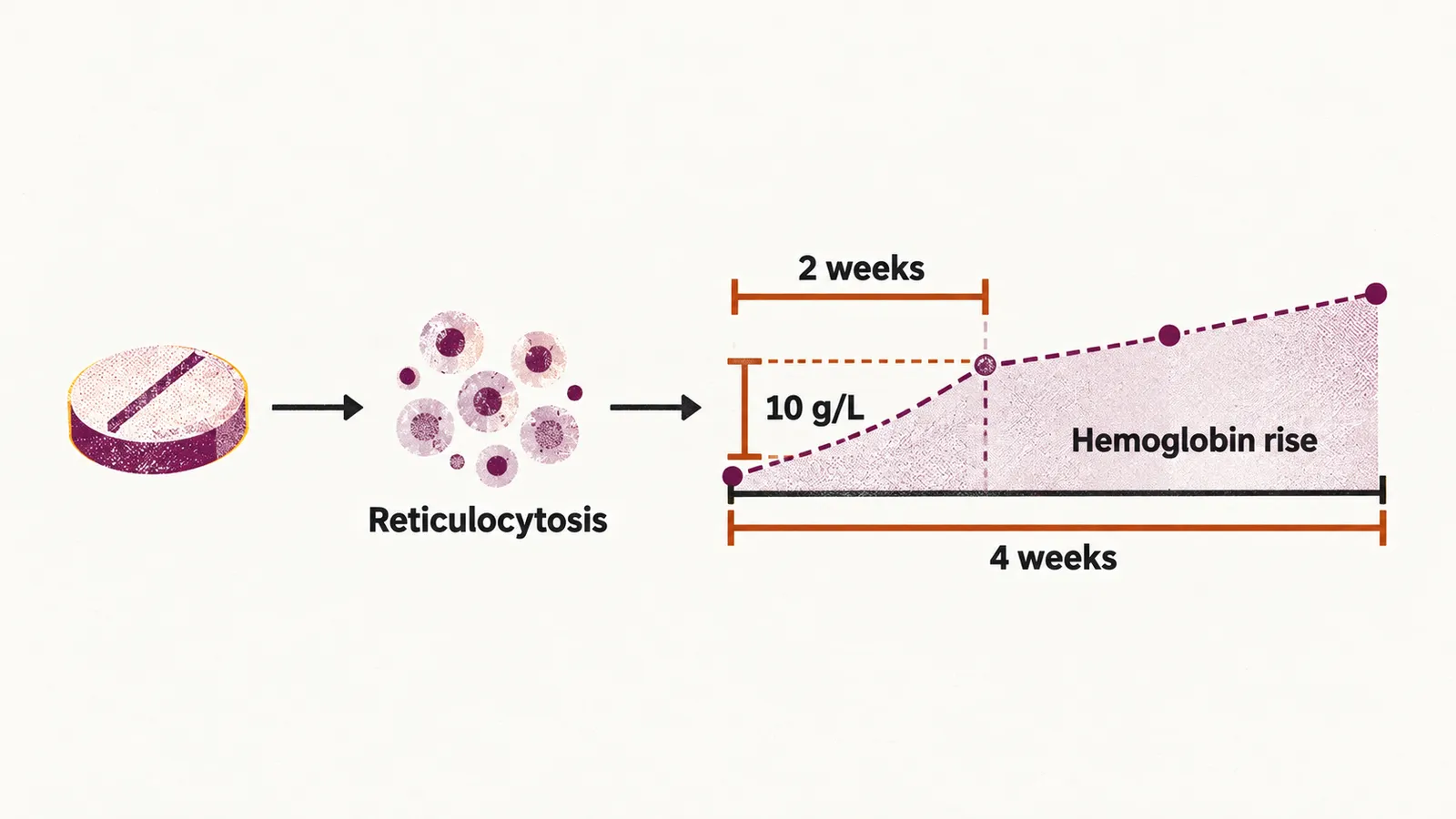 A timeline from starting iron through an early reticulocyte peak to a hemoglobin line rising across 4 weeks, with a 2-week bracket and 10 g/L mark.