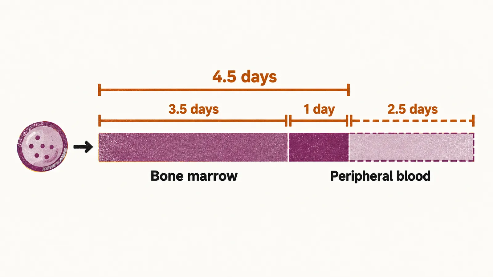 A left-to-right timeline with a dotted reticulocyte, a long bone-marrow segment of 3.5 days and a blood segment lengthening from 1 to 2.5 days, total 4.5 days.