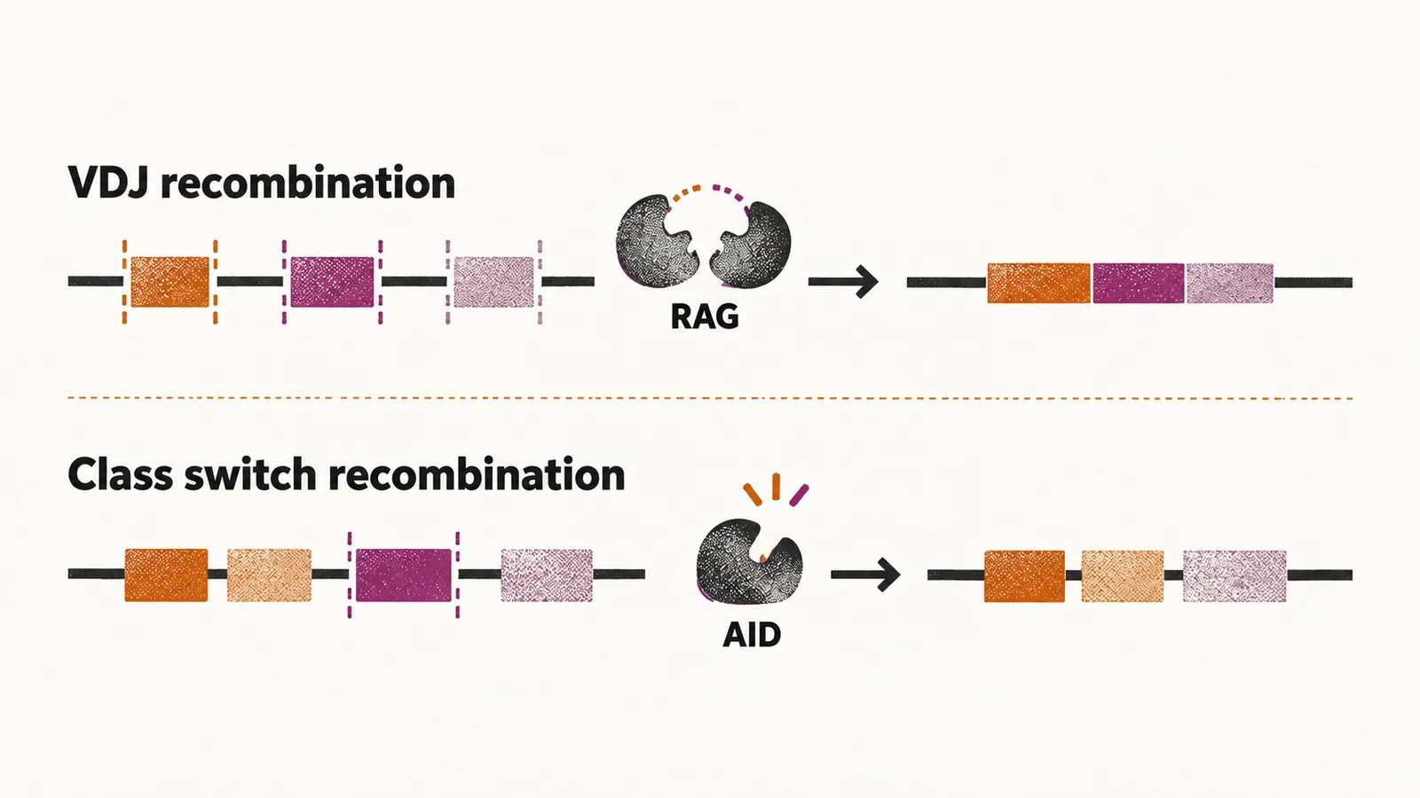 Two DNA edits are shown, RAG cutting and rejoining segments to build the variable region, and AID swapping the constant region of the heavy chain.