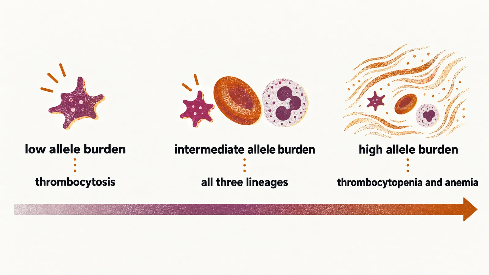 Three steps from low allele burden with thrombocytosis, through intermediate burden with all three lineages, to high burden with thrombocytopenia and anemia.