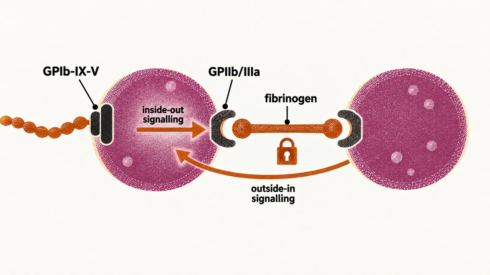 A platelet gripping a strand with its GPIb-IX-V receptor, an inside-out signal opening GPIIb/IIIa, a fibrinogen rod bridging to a second platelet, and an outside-in signal locking the pair.