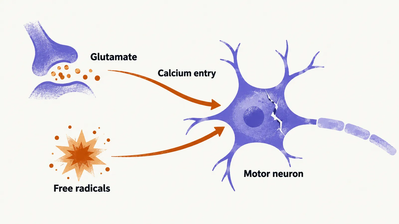 A junction releasing glutamate and a starburst of free radicals send two labelled arrows into a simple motor neuron whose body carries a crack.