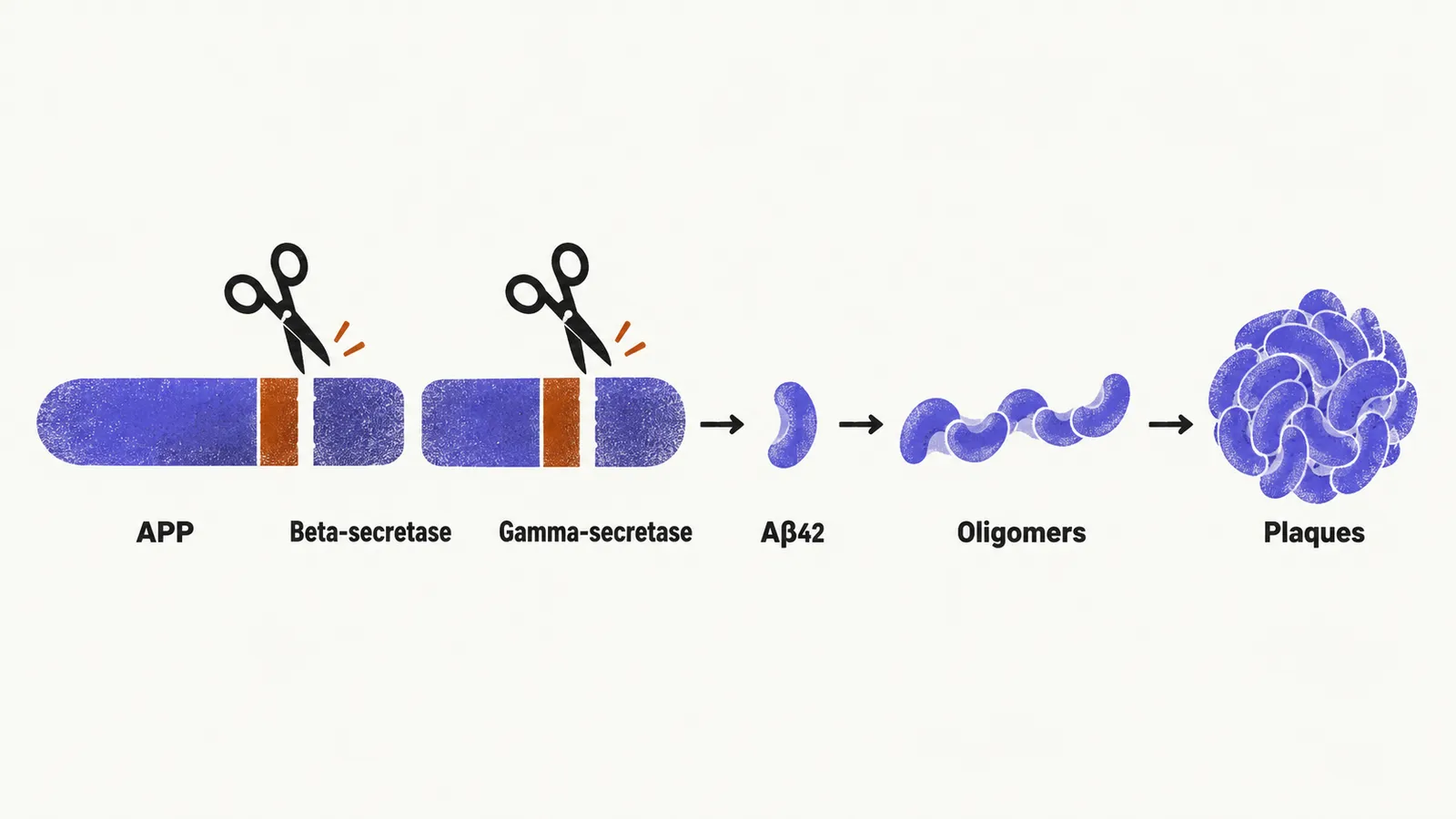 A left-to-right pathway from an APP rectangle cut by two scissors to a small Aβ42 fragment that joins other fragments into oligomers and then a plaque.