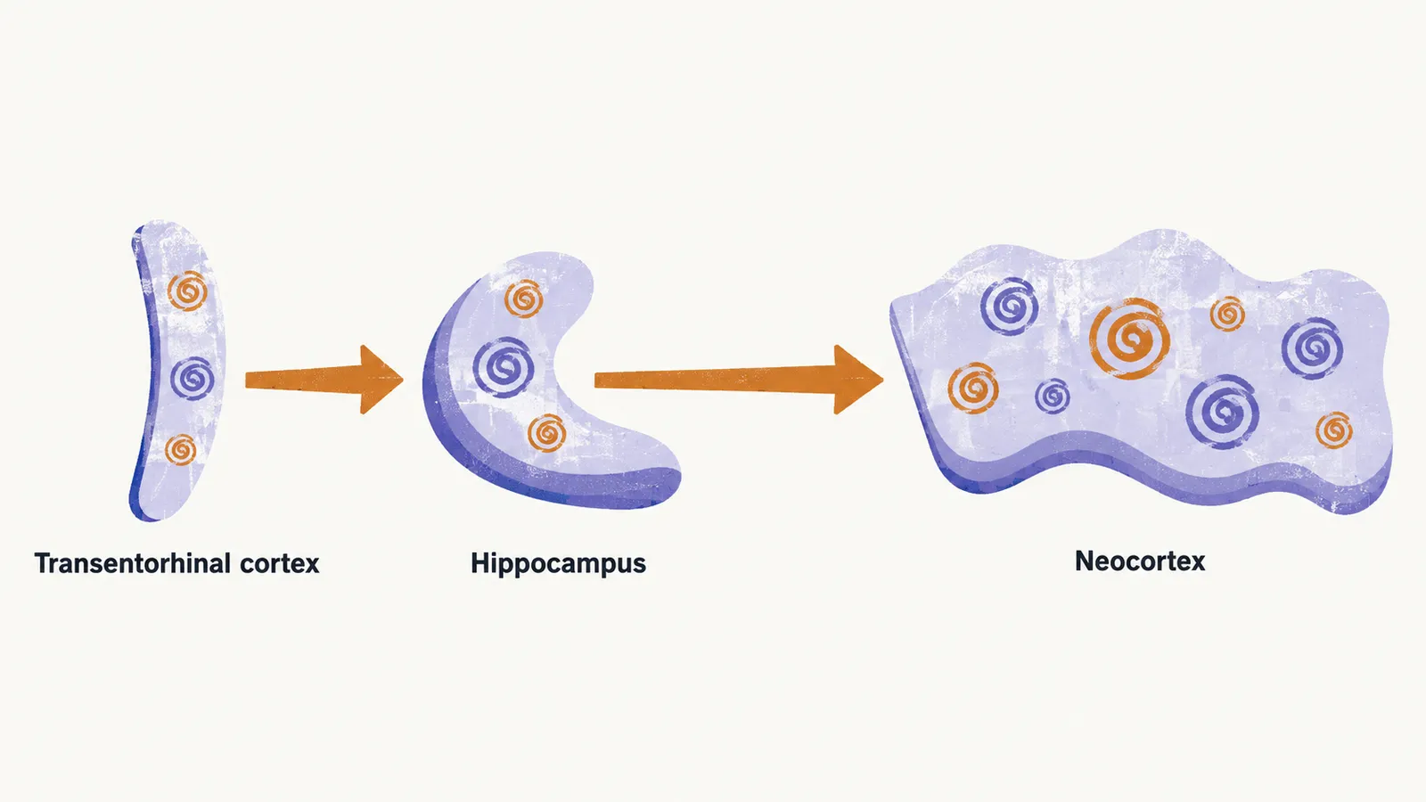 Three simple brain-region shapes in a row joined by arrows, labelled transentorhinal cortex, hippocampus and neocortex, each holding small spiral tangles.
