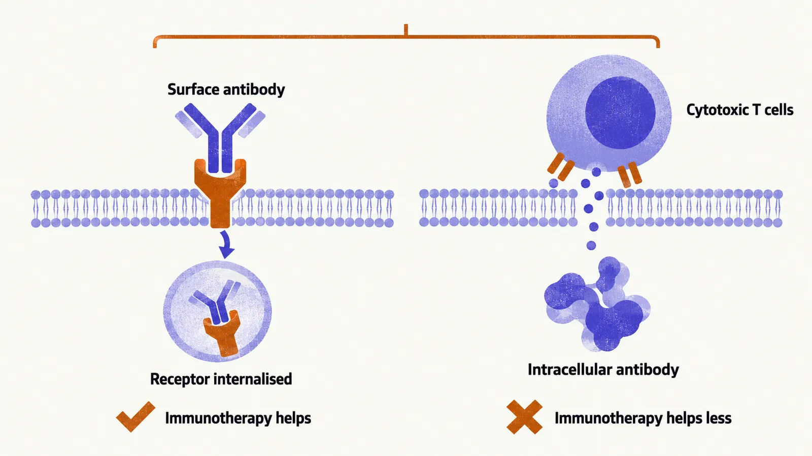 Two panels compare antibody classes, a surface antibody pulling a receptor into a neuron and a T cell attacking a protein inside a neuron.