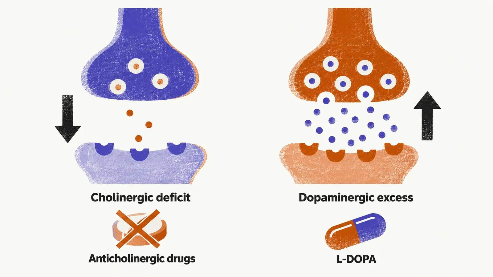 Two side-by-side panels contrast a sparse cholinergic synapse with a crowded dopaminergic one, the first marked anticholinergic drugs and the second L-DOPA.
