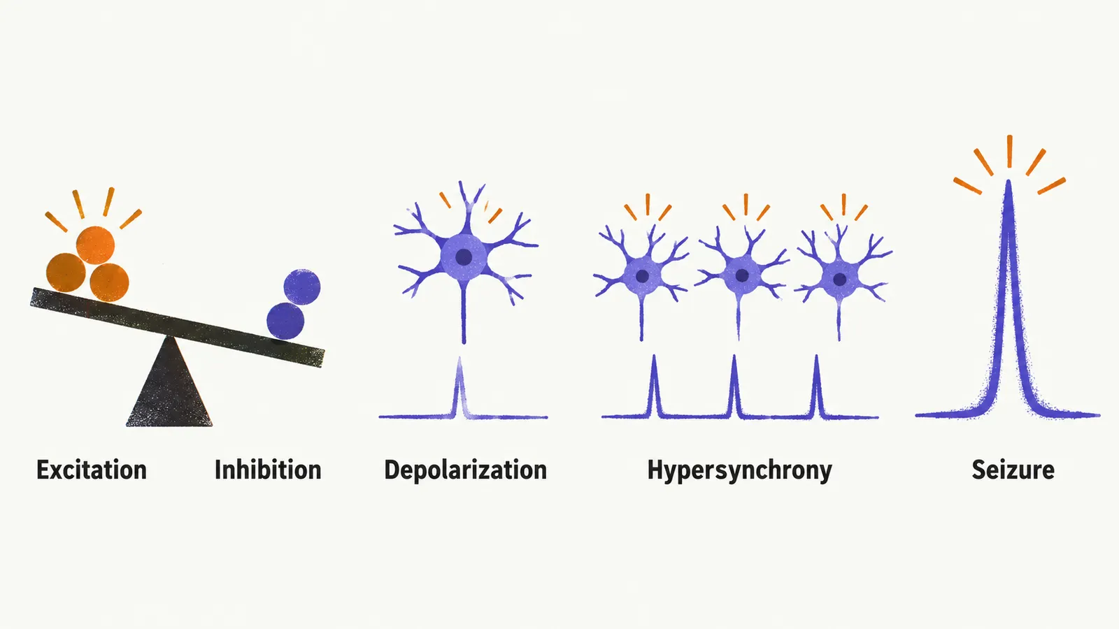 A balance of excitation and inhibition tips toward excitation, feeding a firing neuron that joins many neurons into one synchronized spike.
