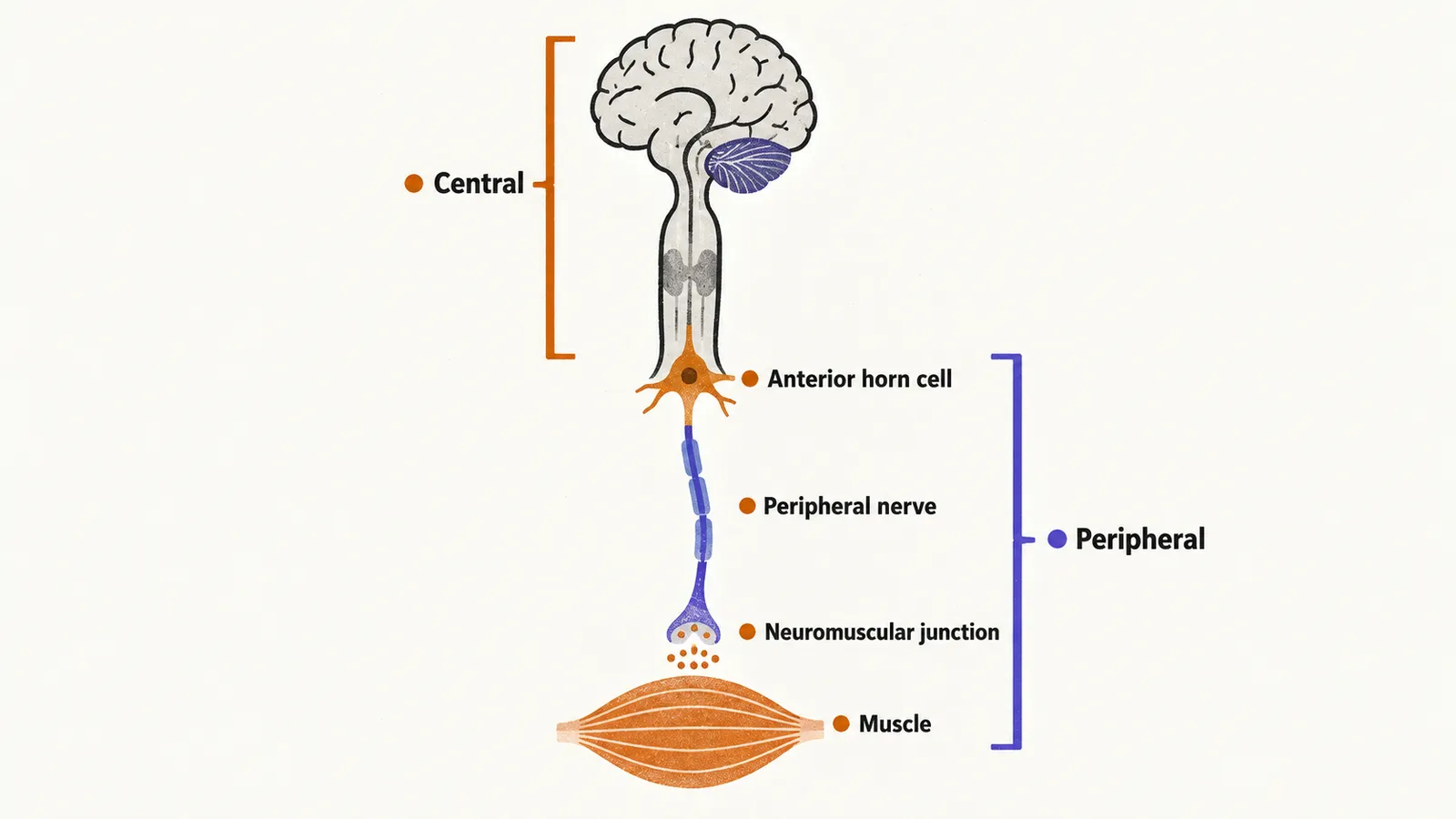 Simple shapes stacked top to bottom as brain, spinal cord, anterior horn cell, peripheral nerve, neuromuscular junction and muscle, with Central and Peripheral brackets beside them.