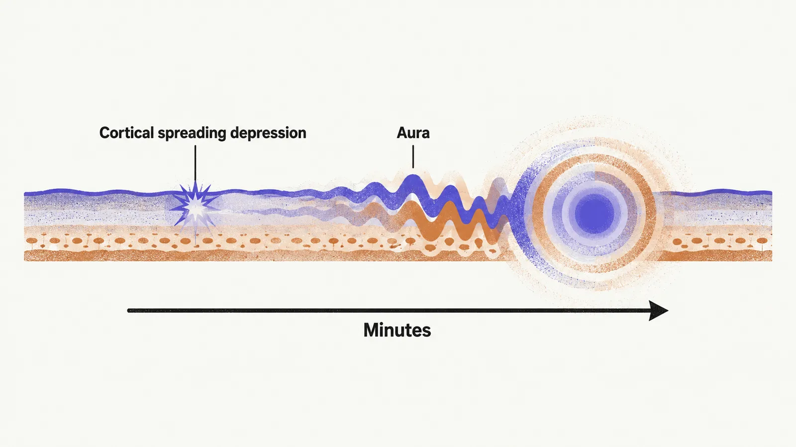 A slow wave crossing a cortical band in three stages, leaving a sparkling trail that grows into an expanding ring over minutes.
