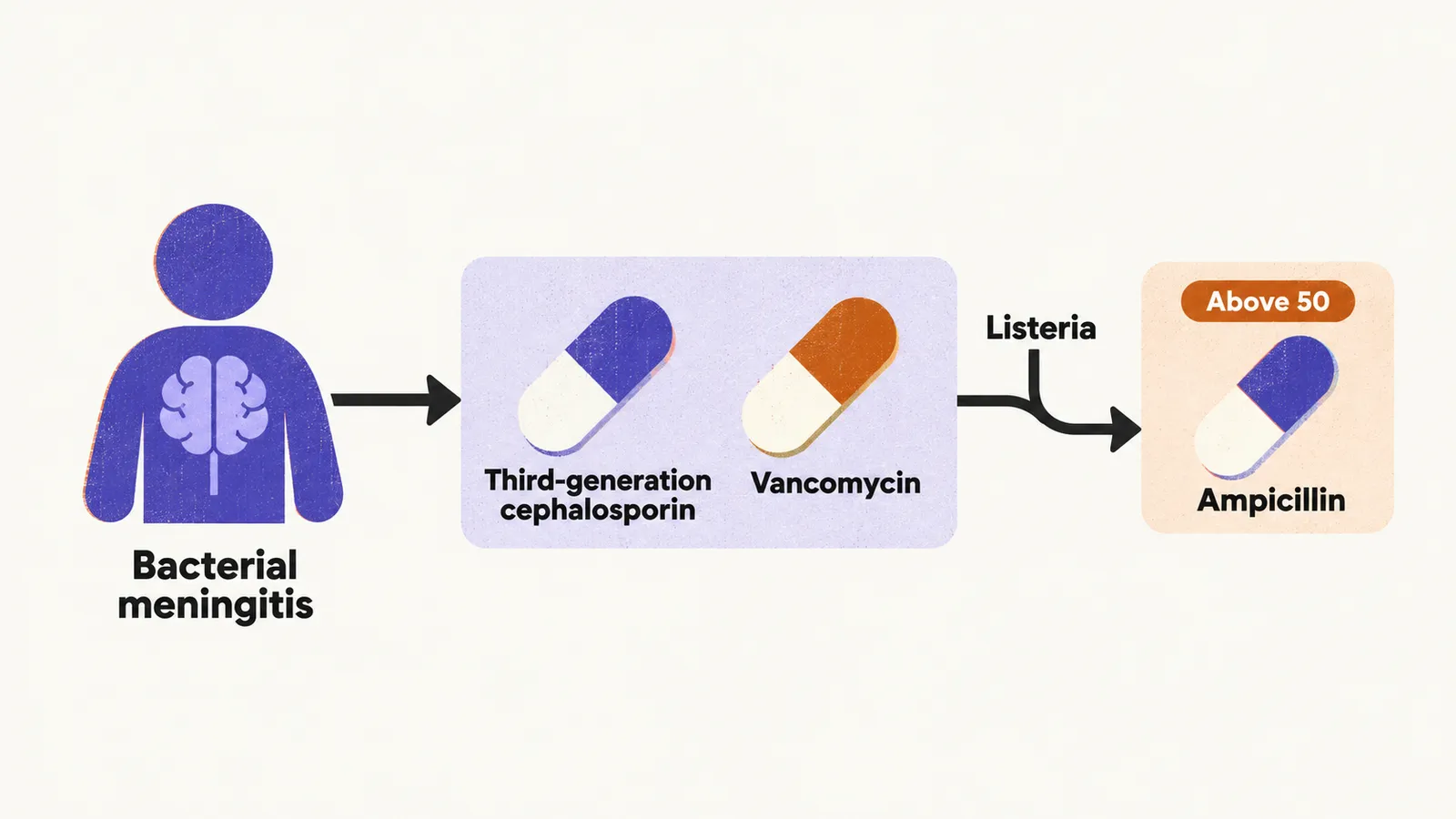 A care route from bacterial meningitis into a box of third-generation cephalosporin and vancomycin, with a fork tagged above 50 adding ampicillin for Listeria.