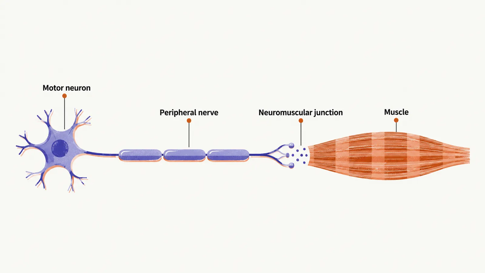 A motor pathway drawn left to right, joining a neuron, a nerve cable, a junction gap and a muscle fibre, each point marked and labelled.