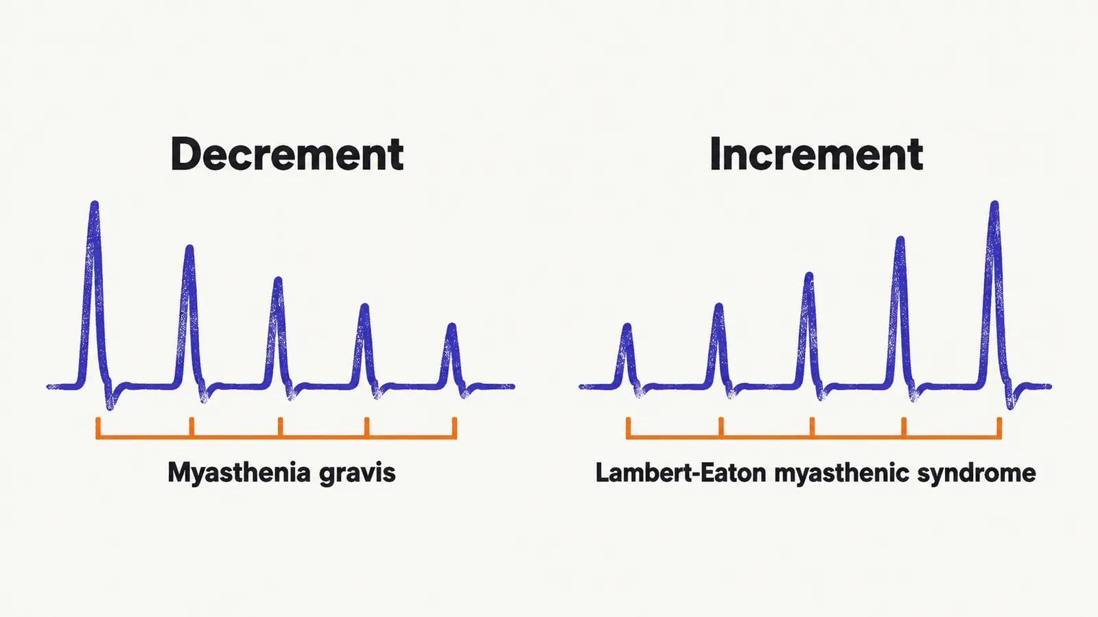 Two stimulation traces side by side, the left with response bars that step down across the stimuli, the right with bars that hold low then grow taller.