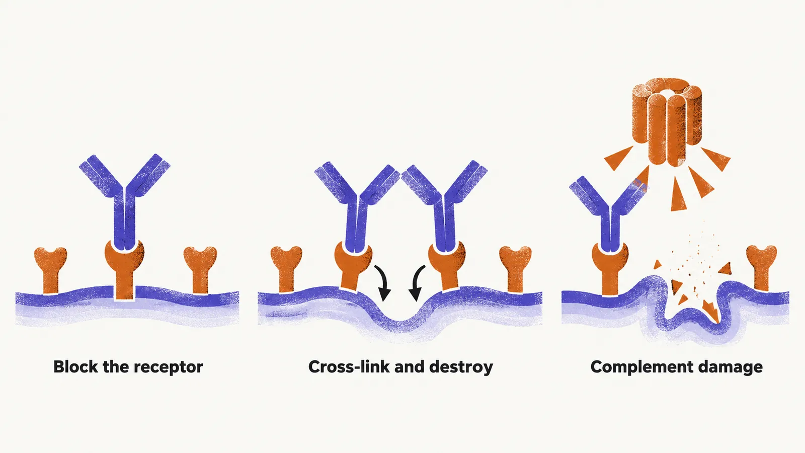 Three panels show receptor antibodies acting on one muscle endplate, one plugging a receptor, two cross-linking receptors for the cell to take in, and one bringing complement damage.